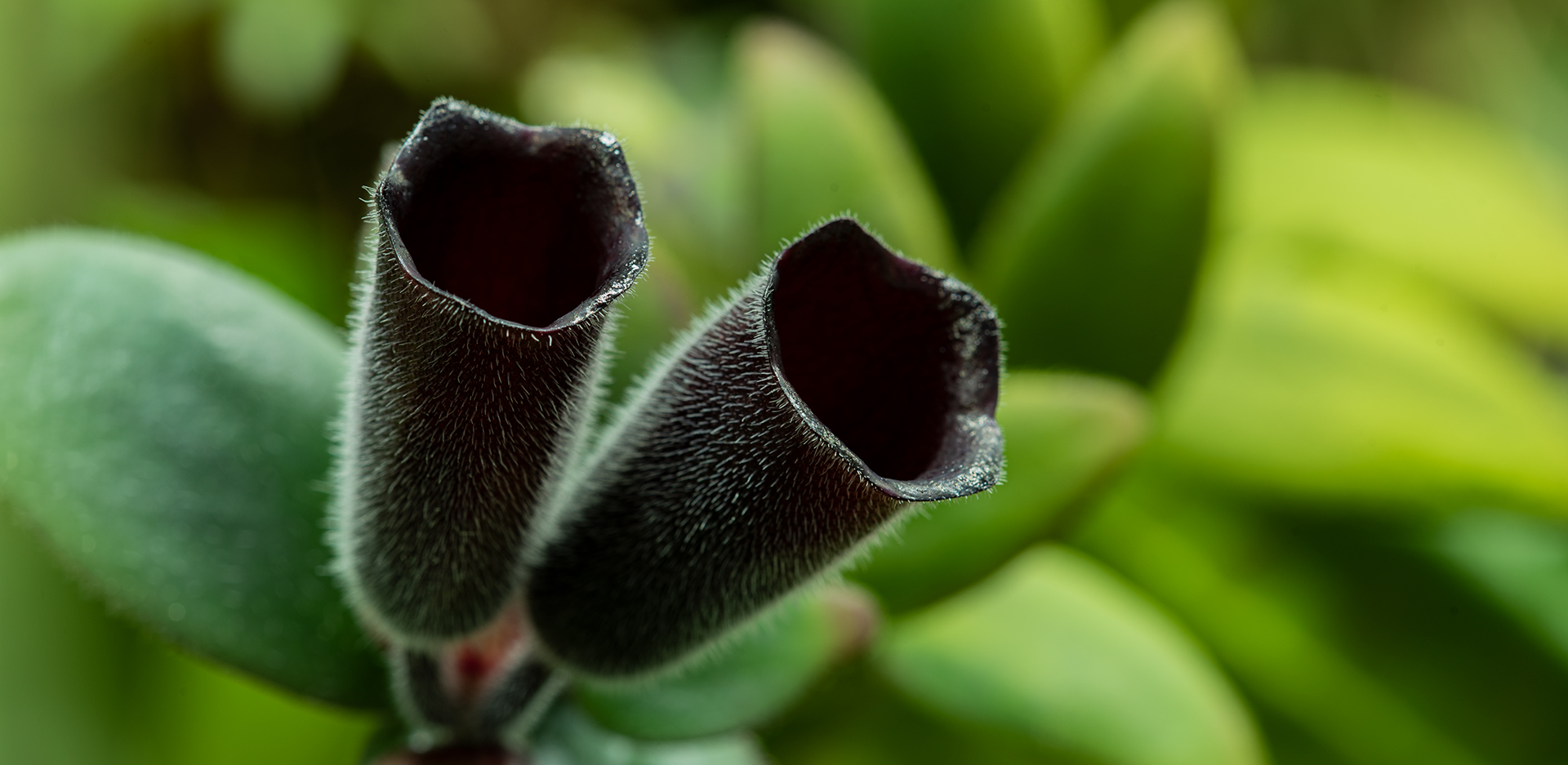 Aeschynanthus jest rośliną pnącą lub wiszącą, cechuje ją niezwykłej urody kwiatostan.