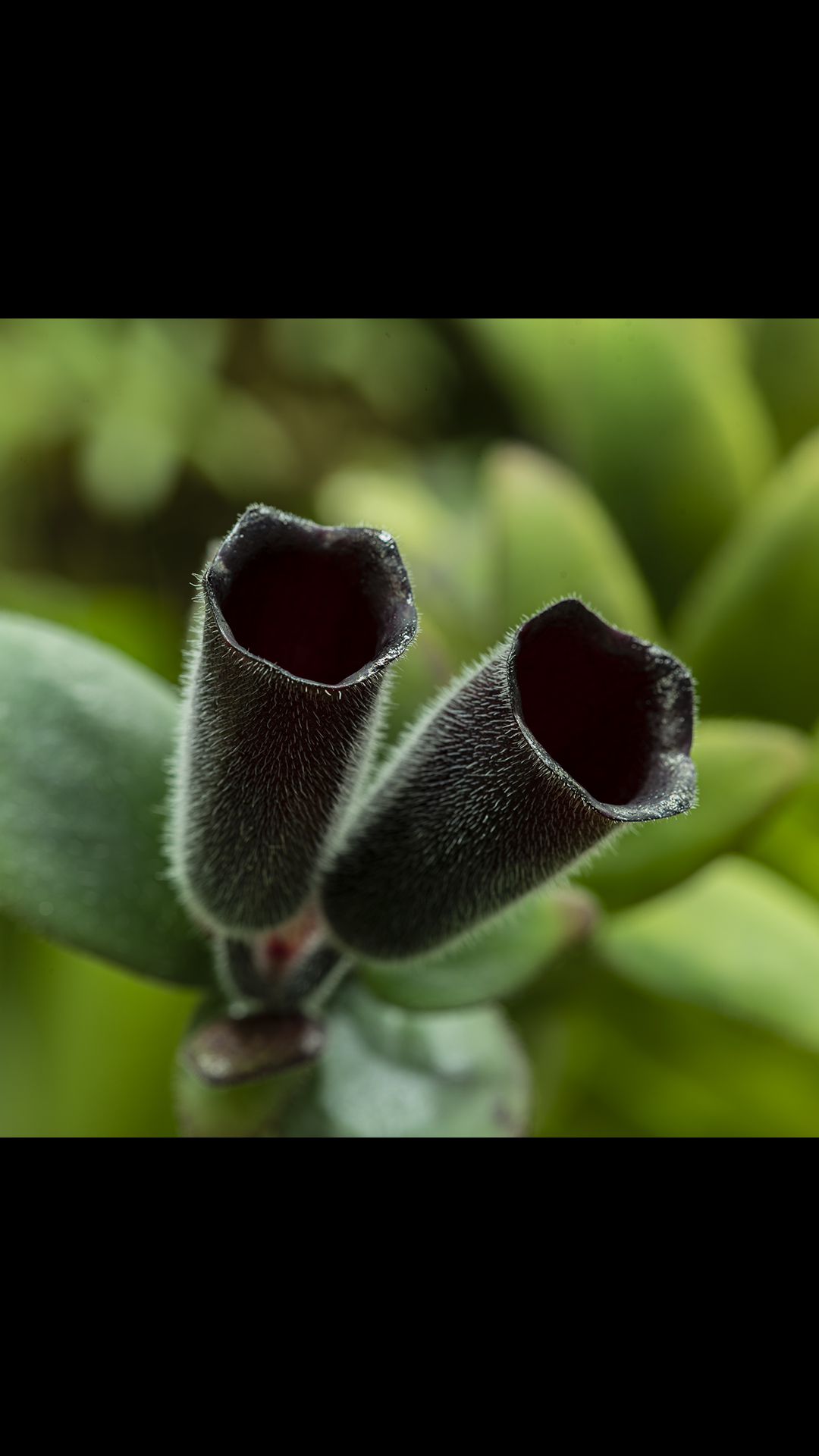 Aeschynanthus jest rośliną pnącą lub wiszącą, cechuje ją niezwykłej urody kwiatostan.