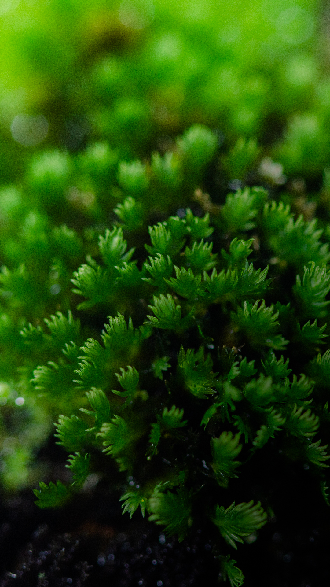 Mchy stanowią podstawę obsady roślinnego każdego terrarium.