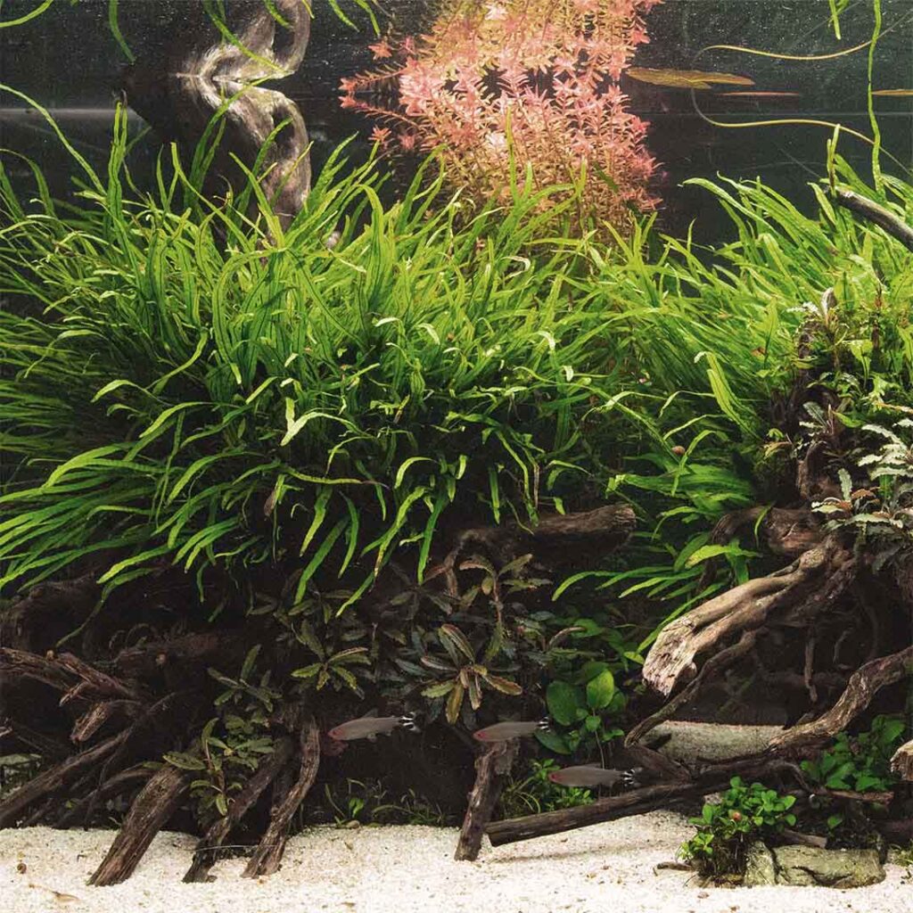 Zdrowe rośliny akwariowe esencją dekoracji żywego habitatu w każdym domu lub mieszkaniu.
