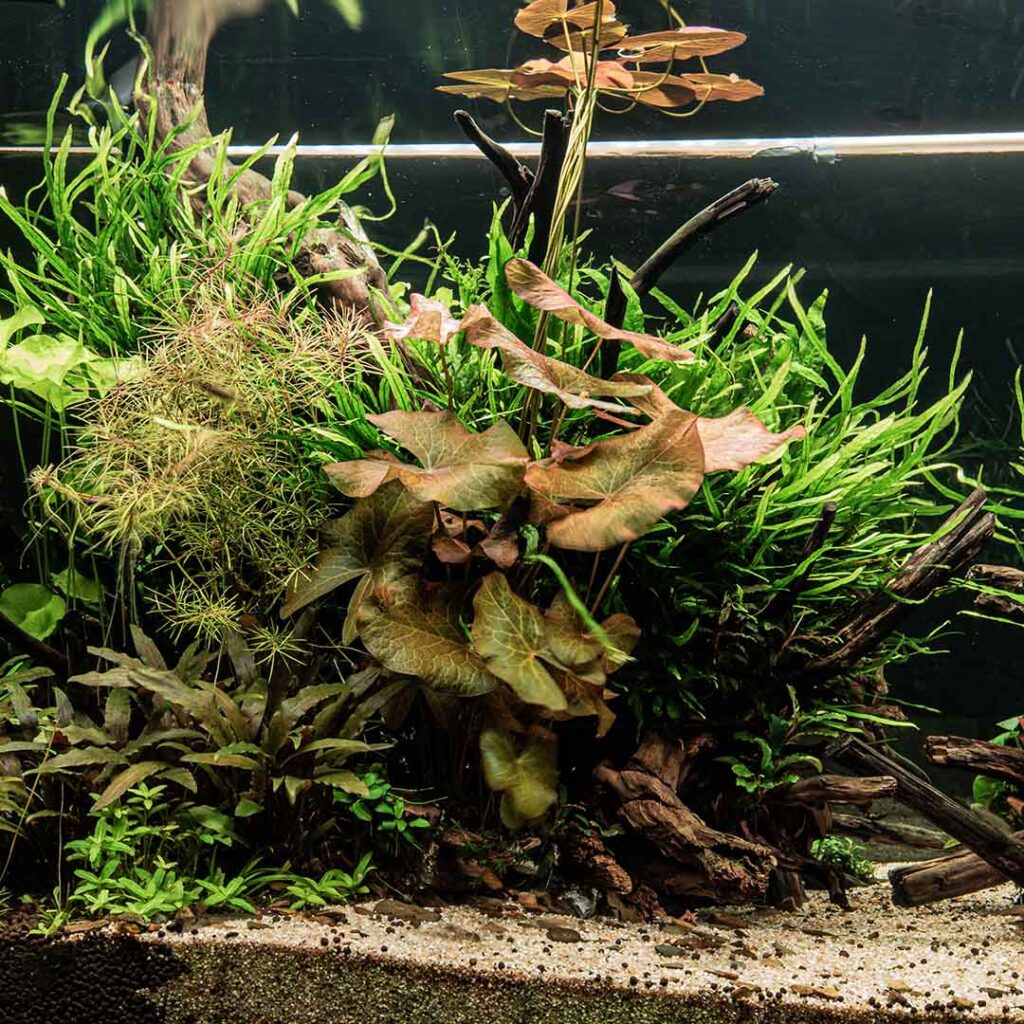 Szeroki wybór roślin do akwarium na zamówienie.