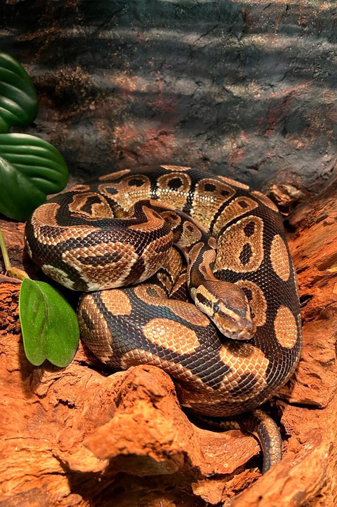 Pyton królewski w dużej gablocie terrarium dla węża wykonanego na zamówienie Klienta.