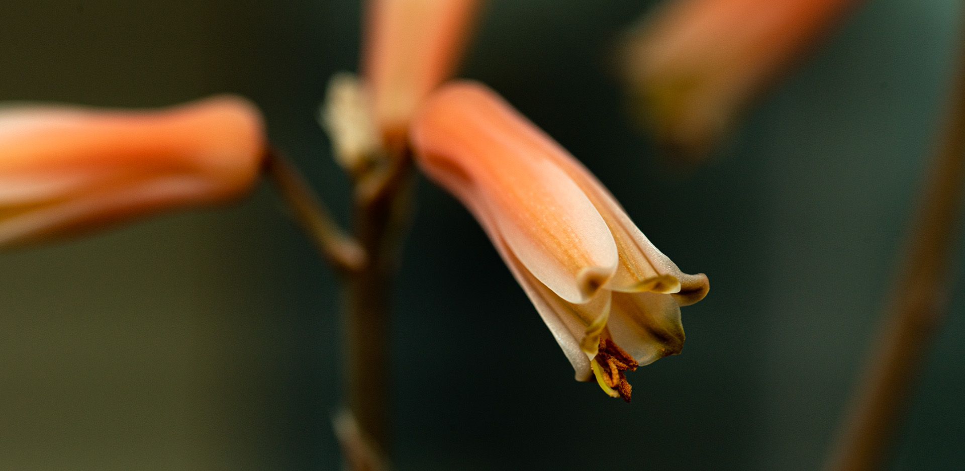 Aloes jest odporną i zwykle łatwą w uprawie rośliną doniczkową na każdy parapet.