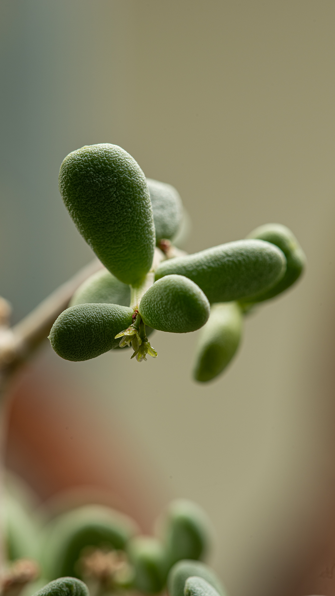 Ceraria pygmaea jest niewielkim i rzadko spotykanym w naszych domach sukulentem z rodziny roślin okrytonasiennych (Didiereaceae).