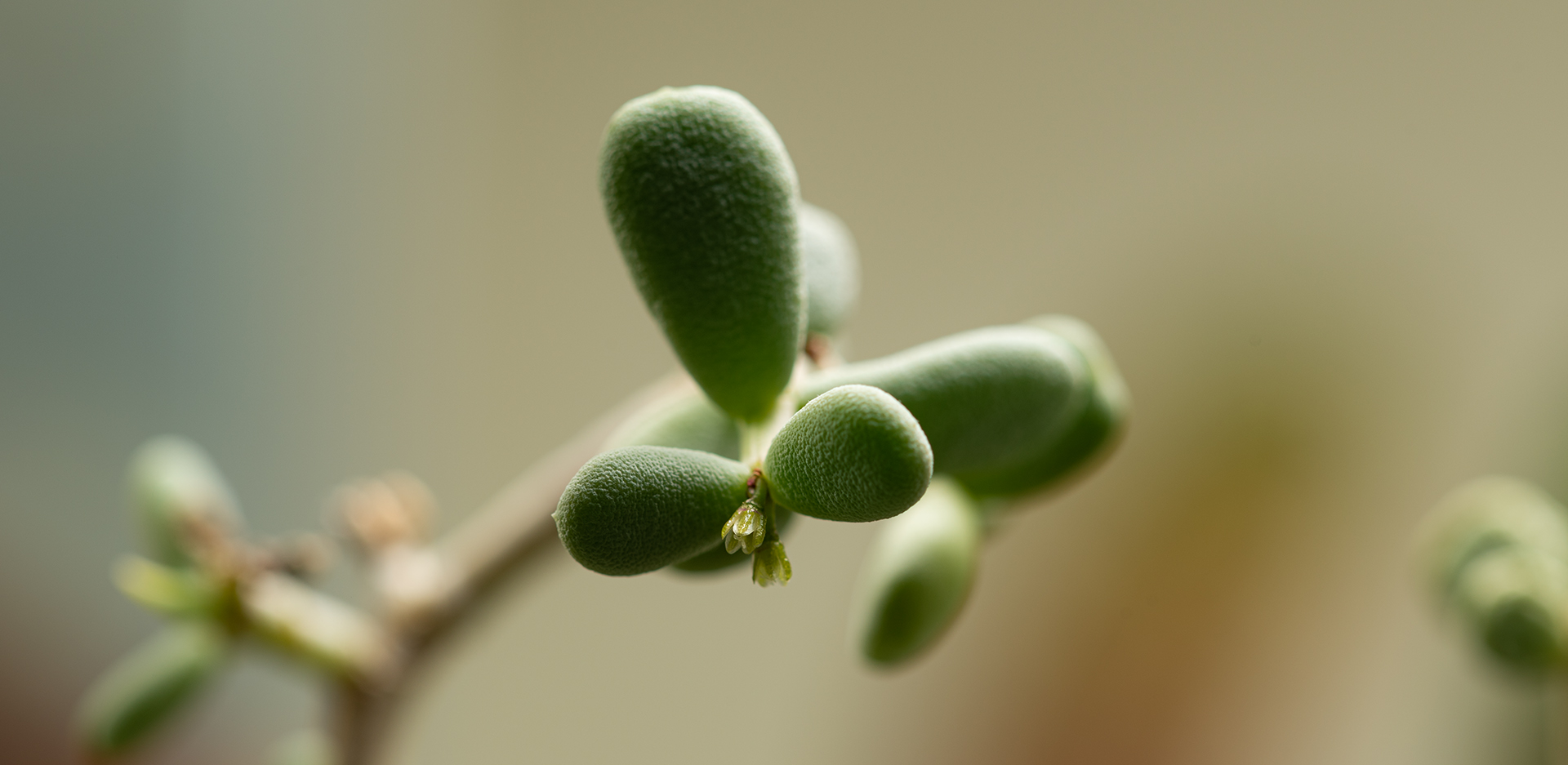 Ceraria pygmaea jest niewielkim i rzadko spotykanym w naszych domach sukulentem z rodziny roślin okrytonasiennych (Didiereaceae).