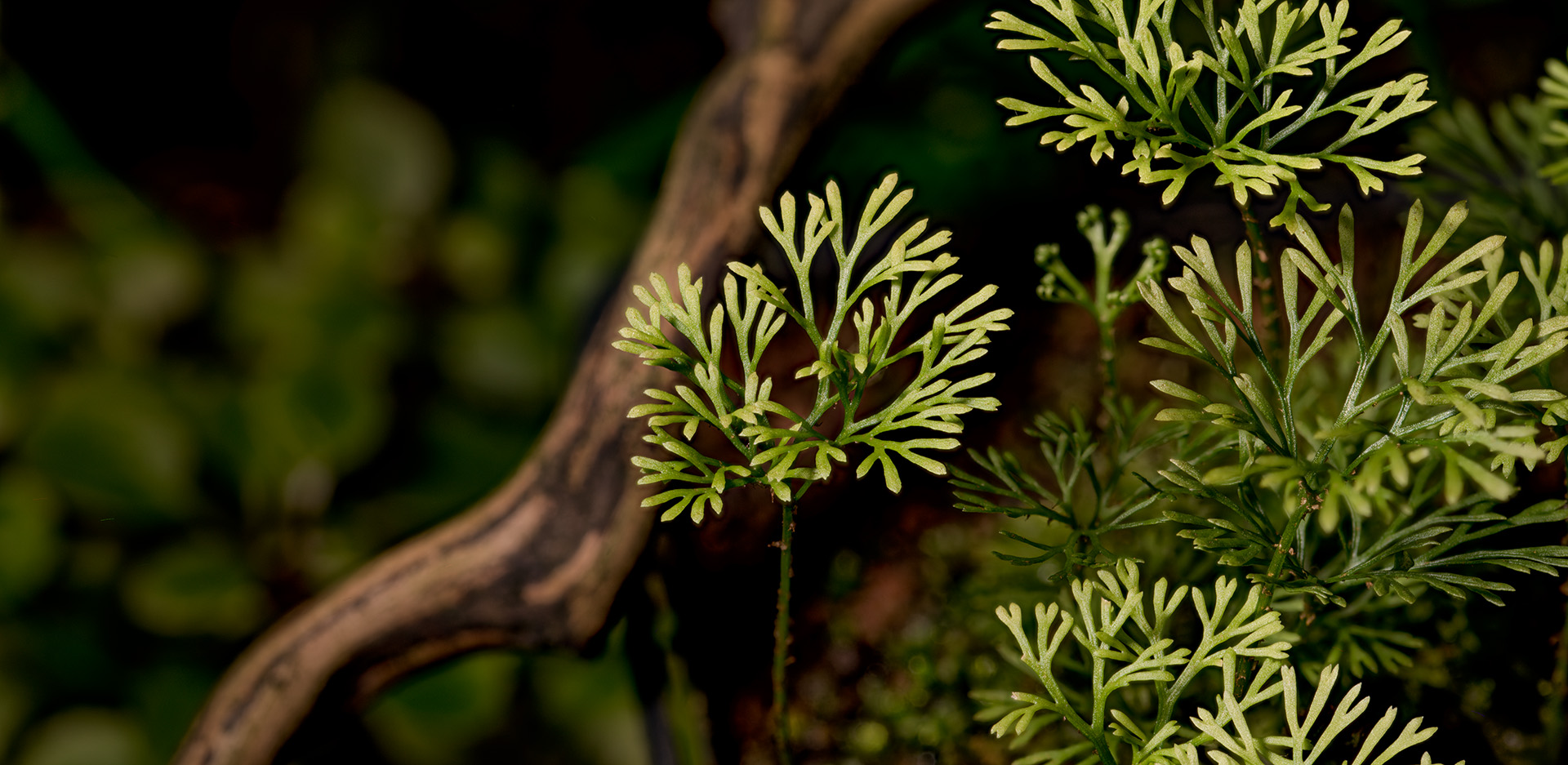 Elaphoglossum peltatum jest niezwykłej urody miniaturową paprocią występującą w niskich partiach ściółki naszych terrariów roślinnych.