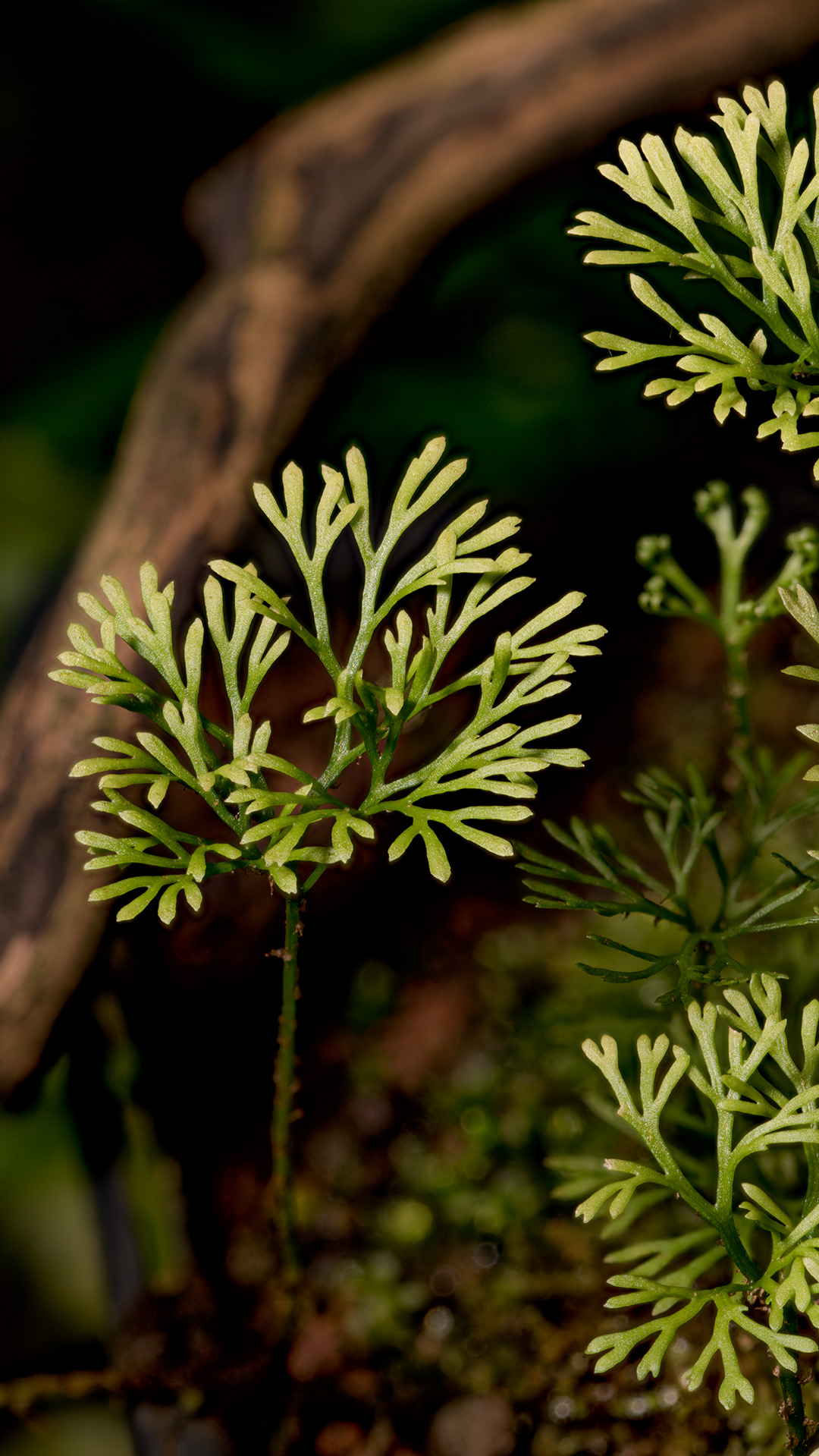 Elaphoglossum peltatum jest niezwykłej urody miniaturową paprocią występującą w niskich partiach ściółki naszych terrariów roślinnych.