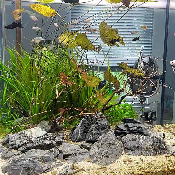 Projekt i wykonanie roślinnego akwarium 500l.