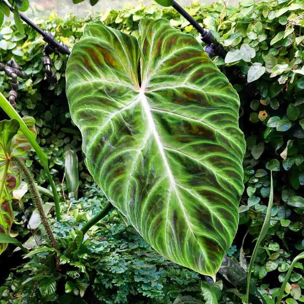 Rośliny duże i małe, szybko rosnące i cieniolubne w zależności od rodzaju biotopu, wielkości i typu terrarium - wiwarium, paludarium lub orchidarium.