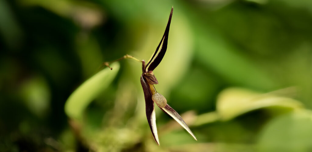 Stelis mystax jest miniaturowym storczykiem z podrodziny Epidendroideae. W odpowiednich warunkach ozdobi tropikalne terrarium roślinne.