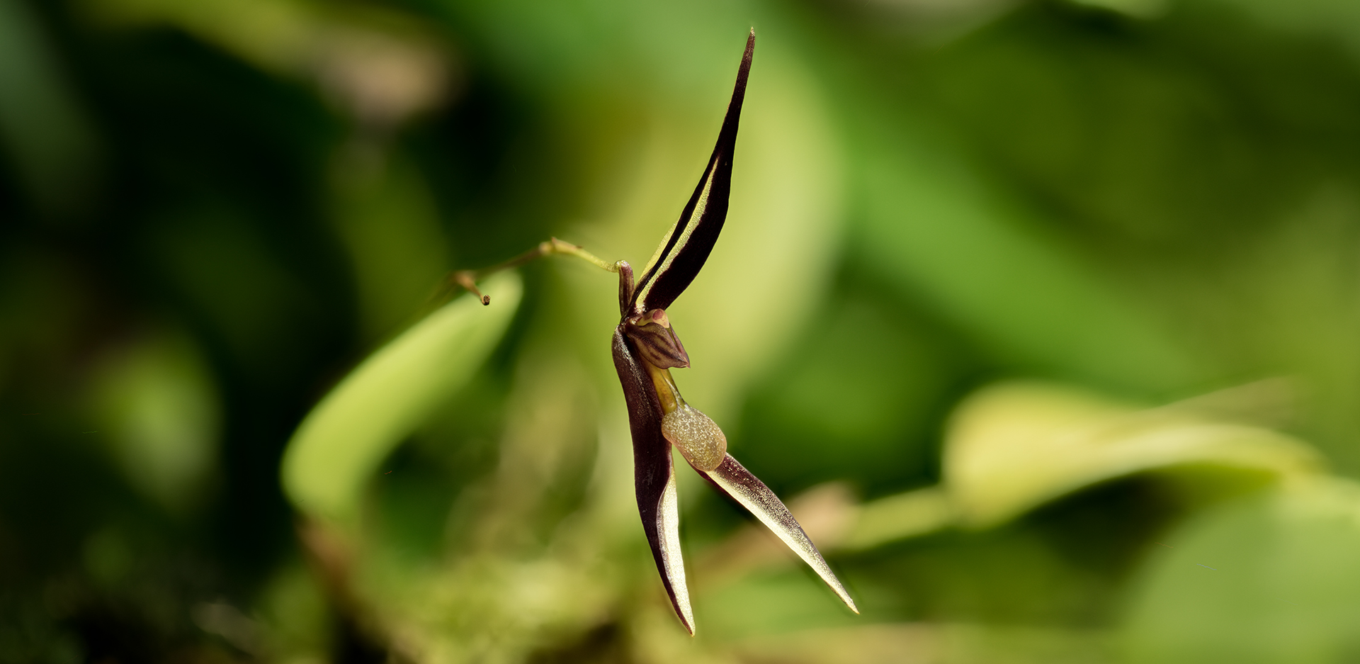 Stelis mystax jest miniaturowym storczykiem z podrodziny Epidendroideae. W odpowiednich warunkach ozdobi tropikalne terrarium roślinne.