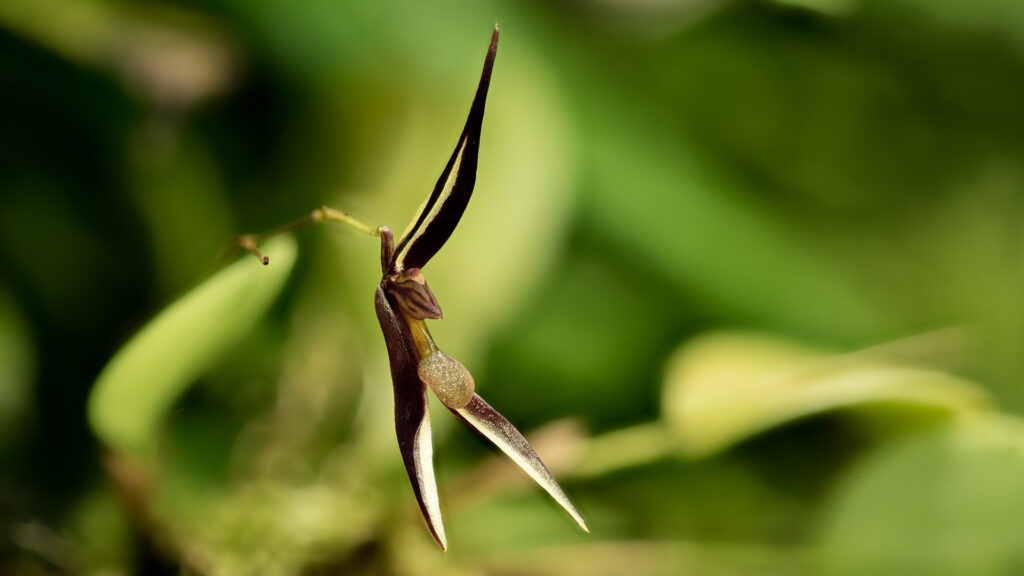 Stelis mystax jest miniaturowym storczykiem z podrodziny Epidendroideae. W odpowiednich warunkach ozdobi tropikalne terrarium roślinne.