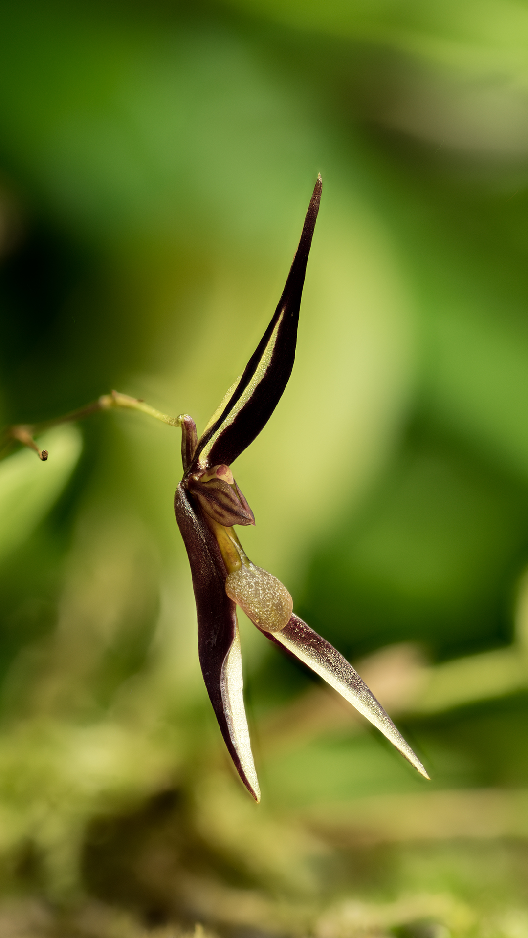 Stelis mystax jest miniaturowym storczykiem z podrodziny Epidendroideae. W odpowiednich warunkach ozdobi tropikalne terrarium roślinne.
