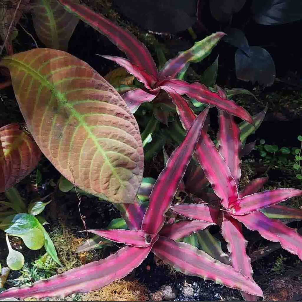 Mnogi wybór roślin egzotycznych do terrarium tropikalnego typu wiwarium.