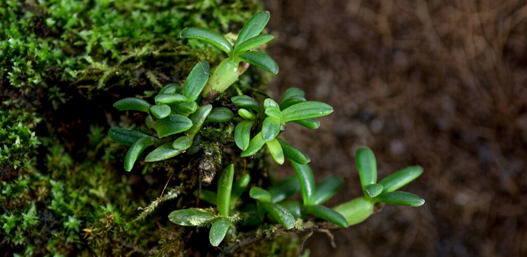Miniaturowa orchidea do terrarium roślinnego na przykład orchidarium lub wiwarium.