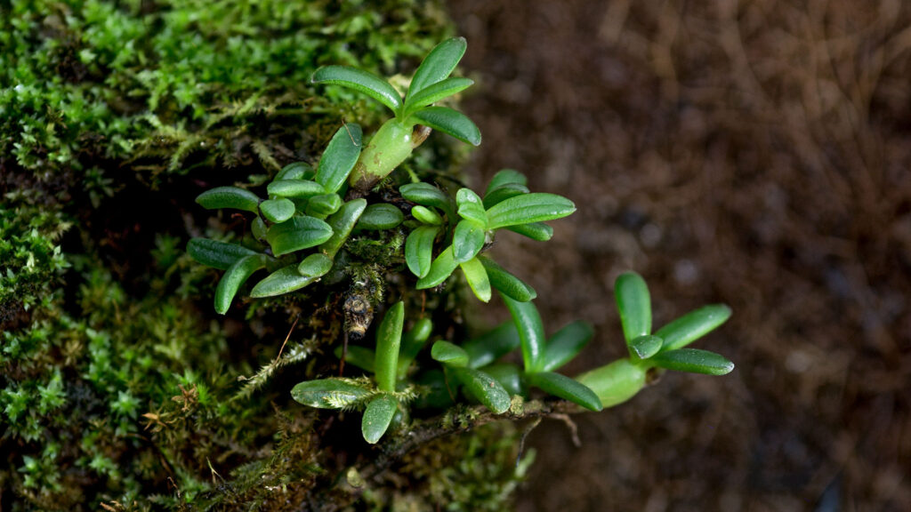 Miniaturowy storczyk do autonomicznego terrarium roślinnego typu orchidarium lub wiwarium.