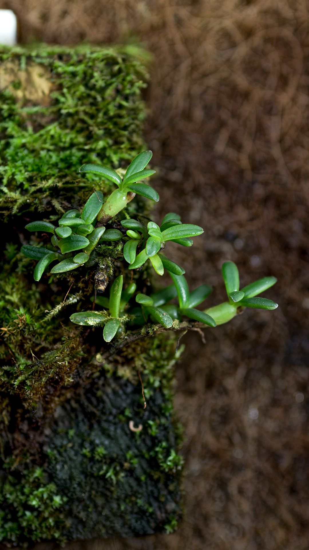 Miniaturowa orchidea do terrarium roślinnego na przykład orchidarium lub wiwarium.