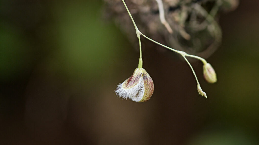 W warunkach zamkniętego terrarium z wentylacją mechaniczną storczyki chętnie kwitną. Pleurothallis cypripedioides piękny okaz w domowym orchidarium.