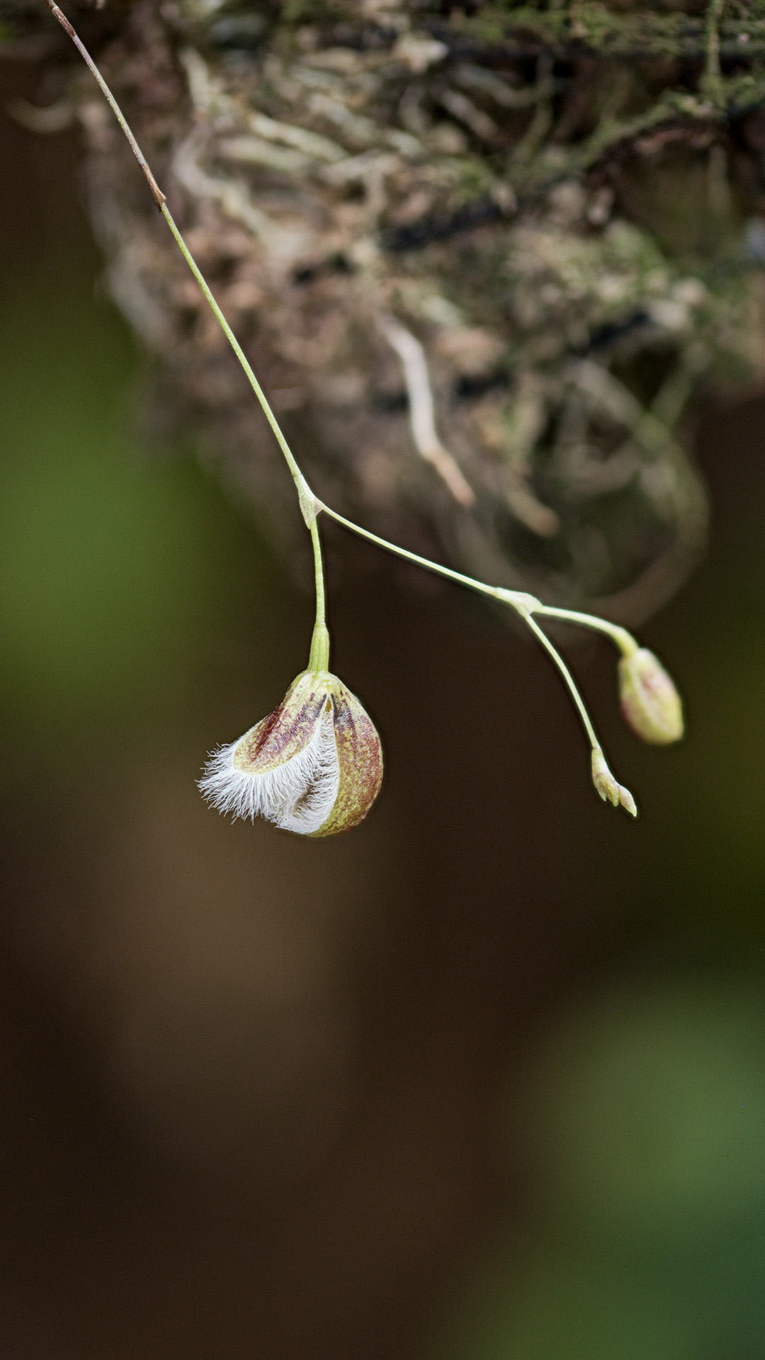 Rośliny do terrarium tropikalnego typu wiwarium.