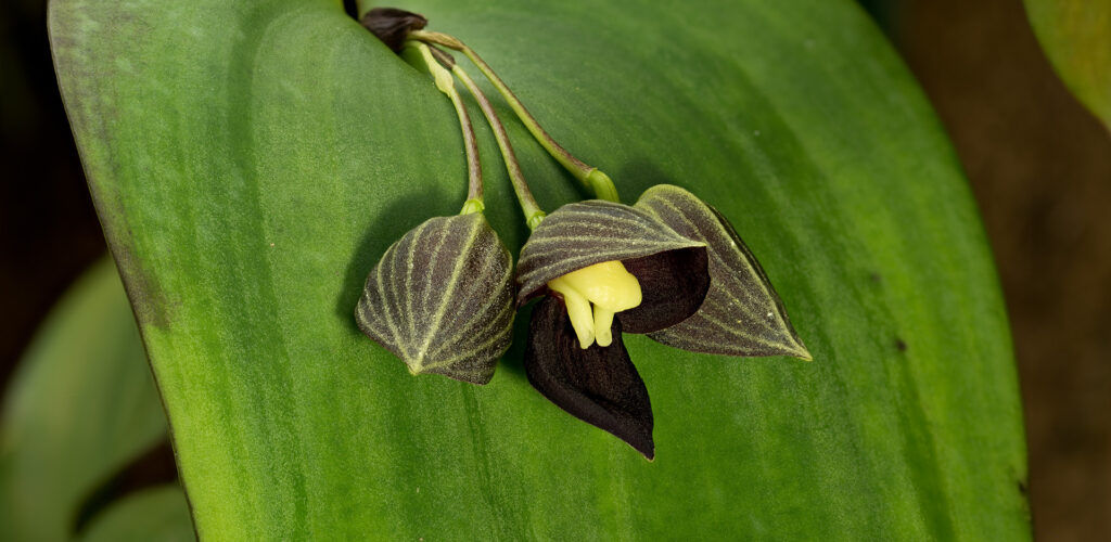 Orchidee z rodziny Pleurothallis idealnie nadaj się do wiwarium roślinnego.