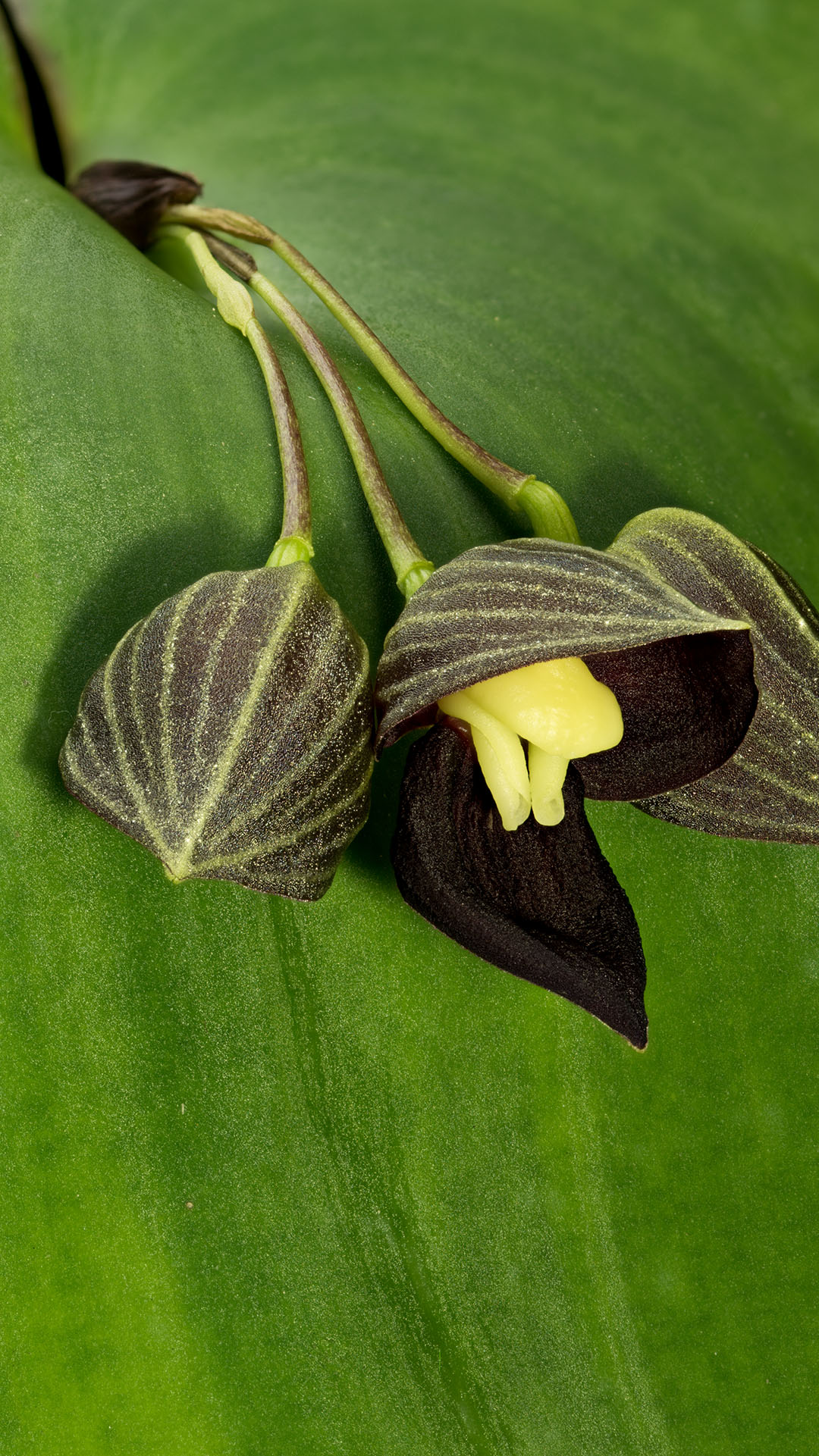 Orchidee z rodziny Pleurothallis idealnie nadaj się do wiwarium roślinnego.