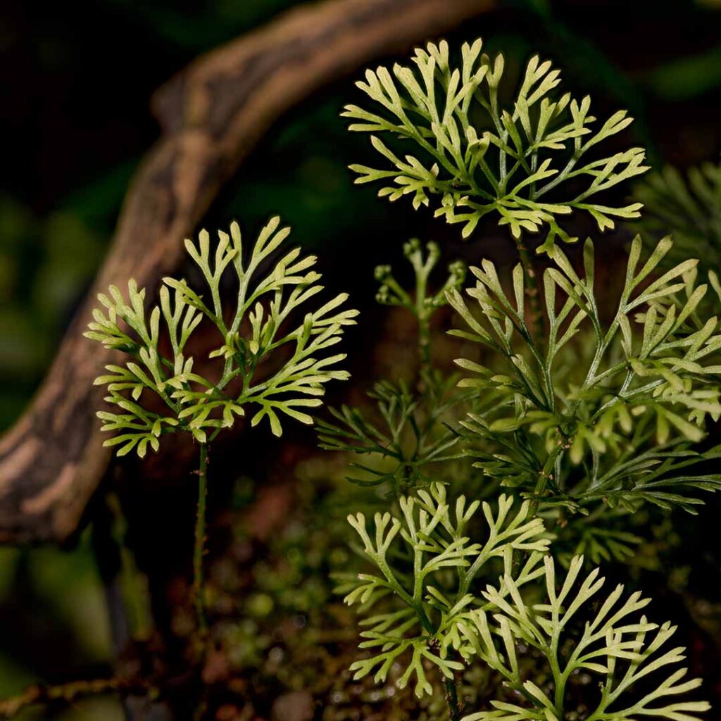 Elaphoglossum peltatum to miniaturowa paproć będąca unikatową rośliną w terrarium roślinnym.