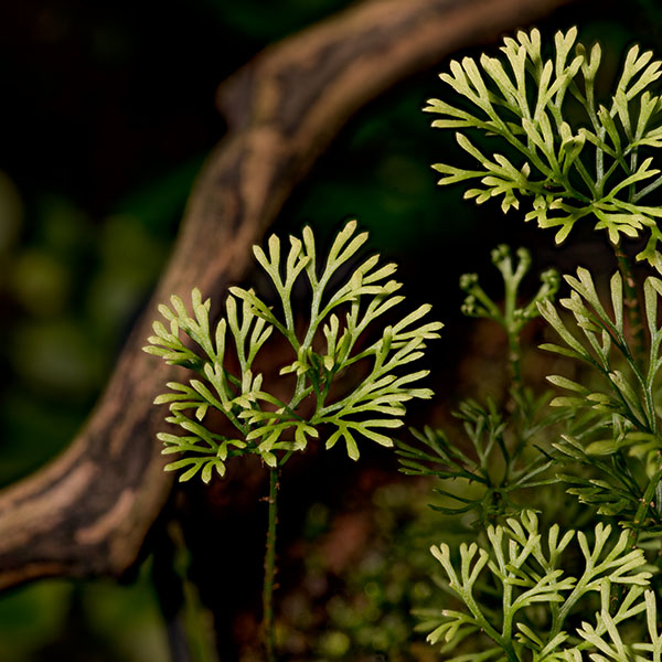 Elaphoglossum peltatum to miniaturowa paproć będąca unikatową rośliną w terrarium roślinnym.