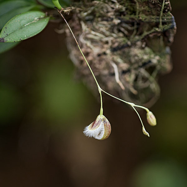 Pleurothallis cypripedioides pięknym okazem miniaturowego storczyka do domowego wiwarium roślinnego lub orchidarium.