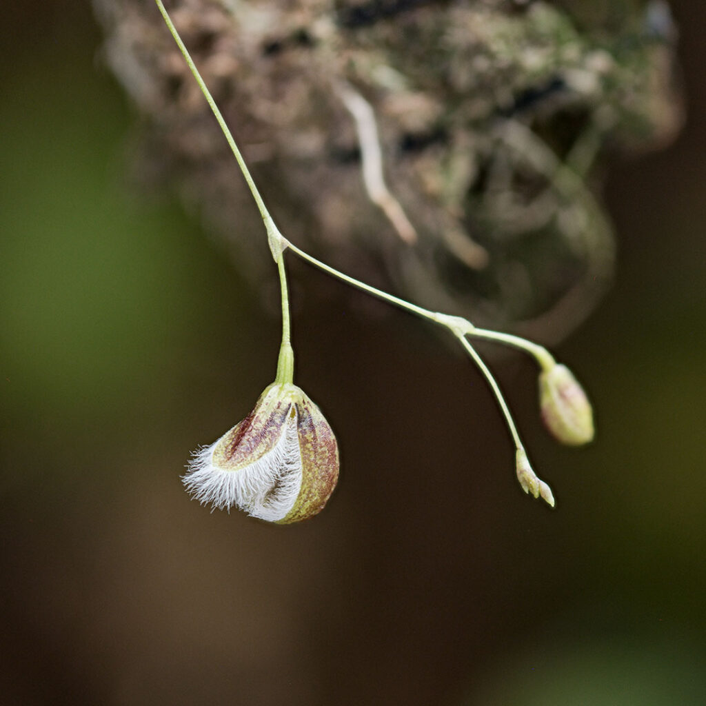 Pleurothallis cypripedioides pięknym okazem miniaturowego storczyka do domowego wiwarium roślinnego lub orchidarium.
