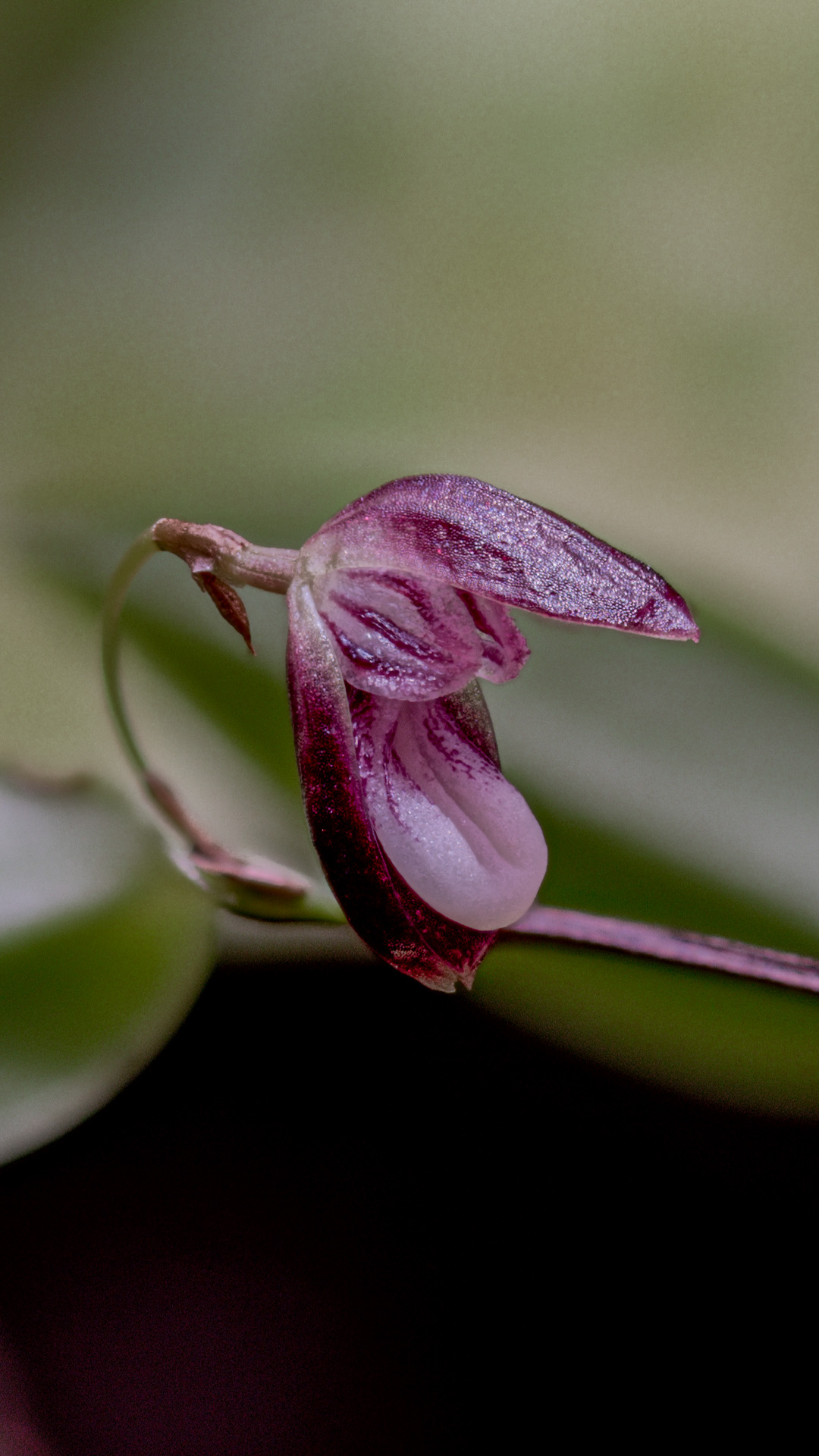 Kwiat mini storczyka Stelis carnosilabia jest niewielki i łatwy do przeoczenia.