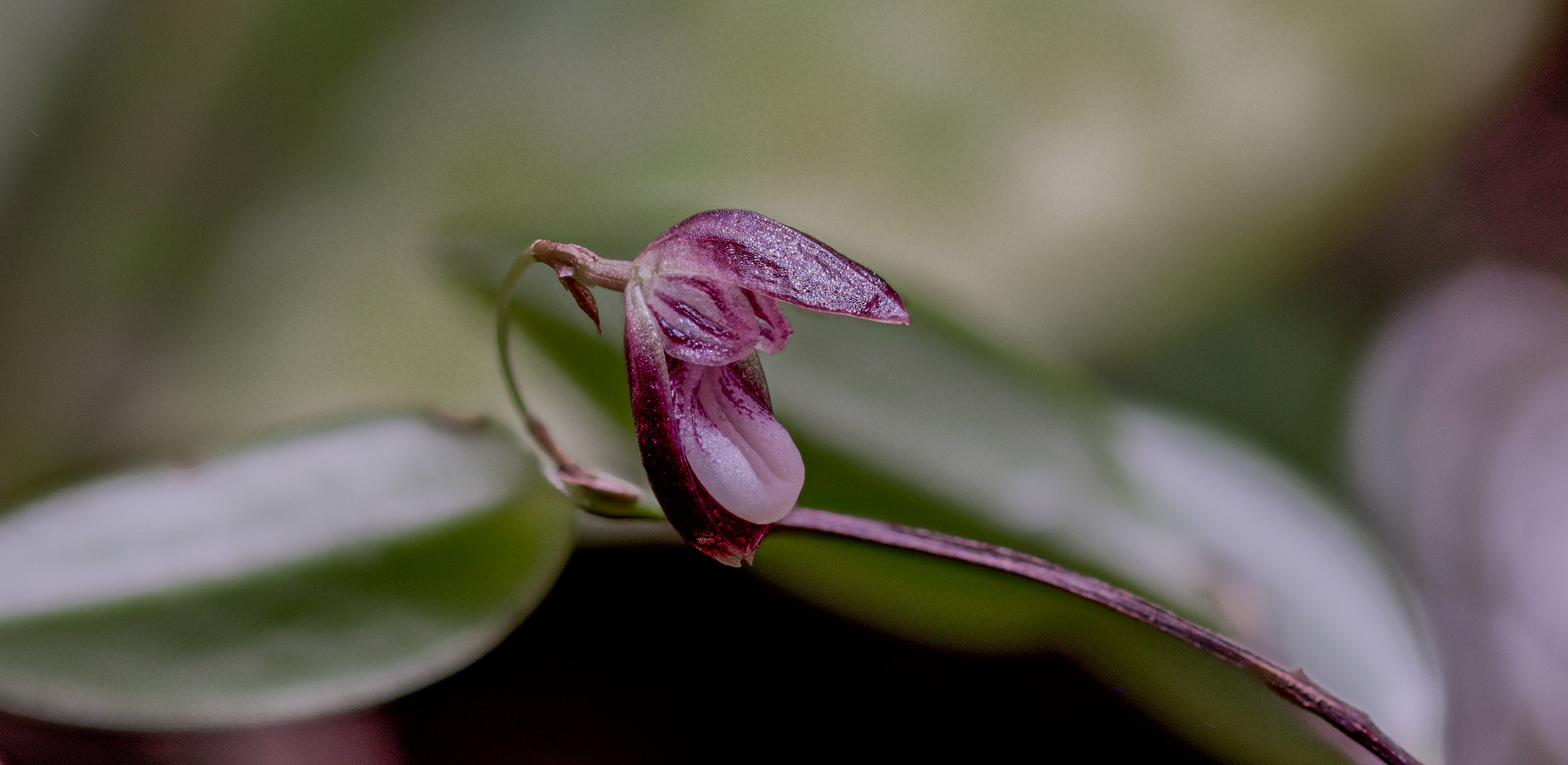 stelis carnosilabia mini orchid