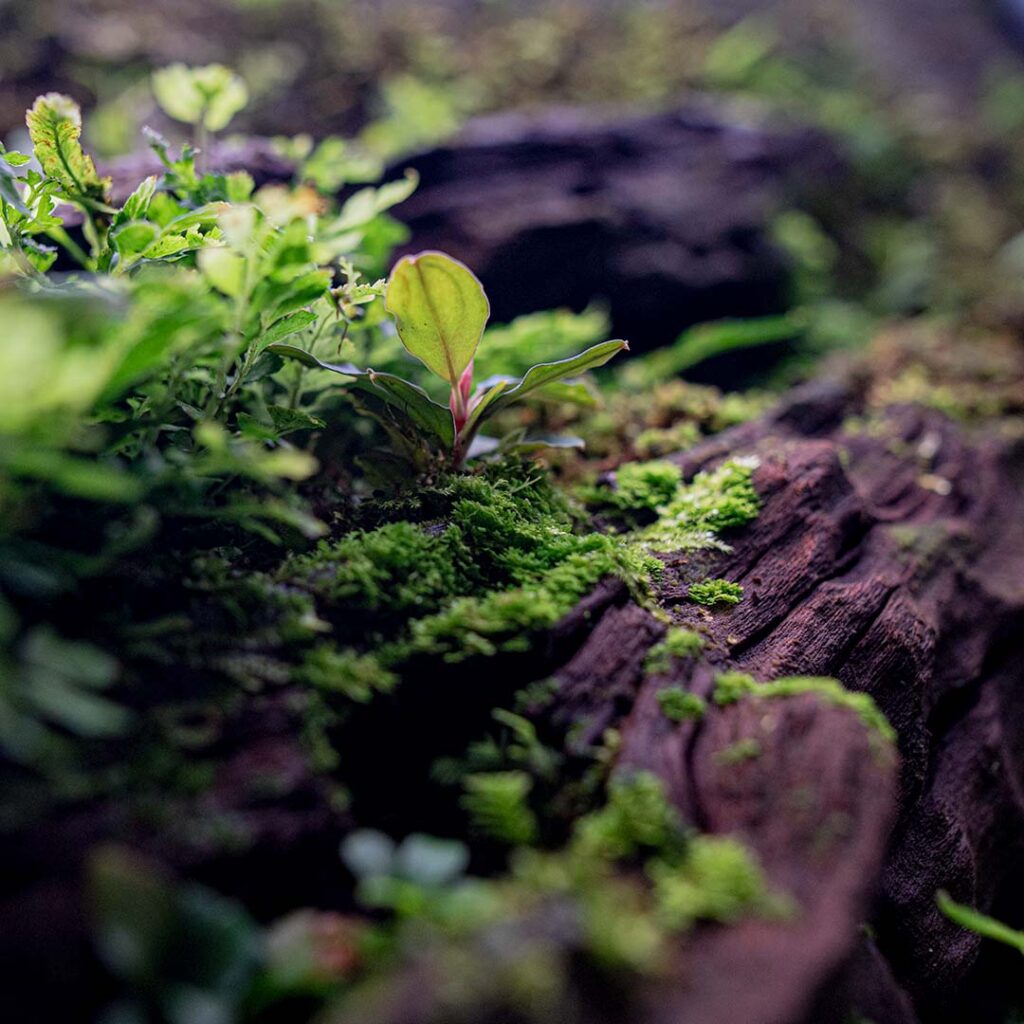 Miniaturowe odmiany paproci uzupełniają prawie każde terrarium roślin tropikalnych.