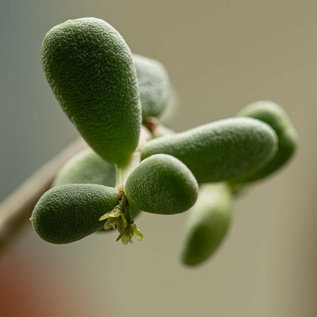 Ceraria pygmaea należy do sukulentów wytwarzających caudex.