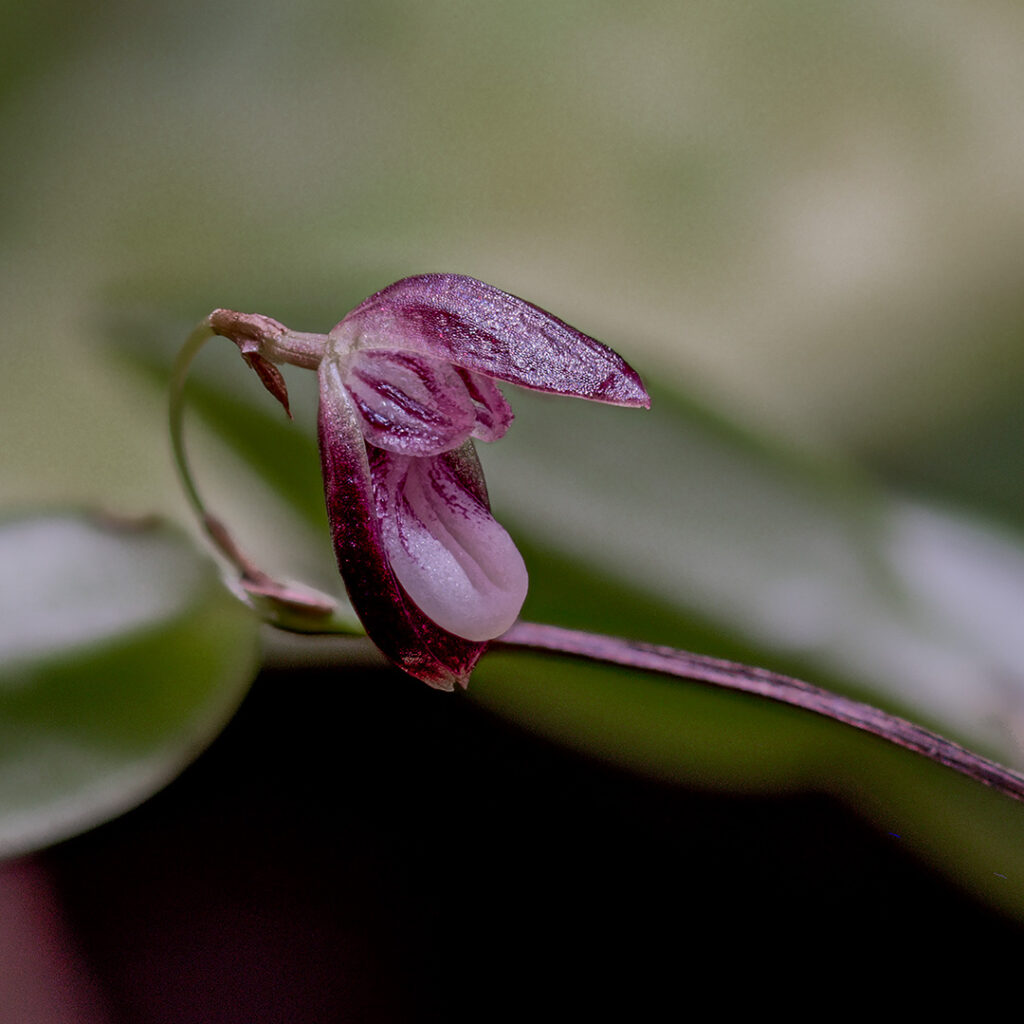 Miniaturowy storczyk Stelis carnosilabia idealnie wpisuje się w grupę wymagających roślin do wiwarium roślinnego.