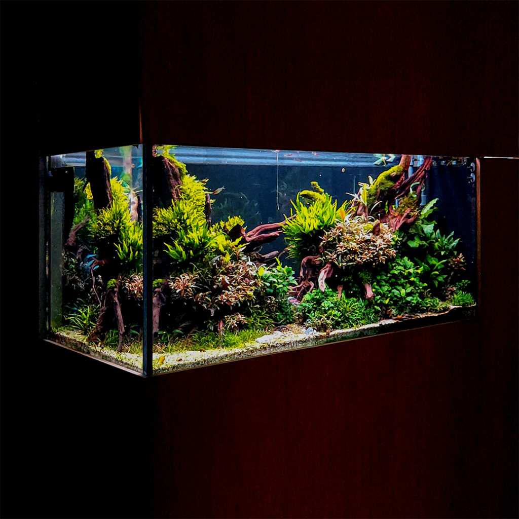 Podwodny ogród akwarium roślinnego w własnym domu lub mieszkaniu umożliwia obcowanie i obserwację natury każdego dnia.