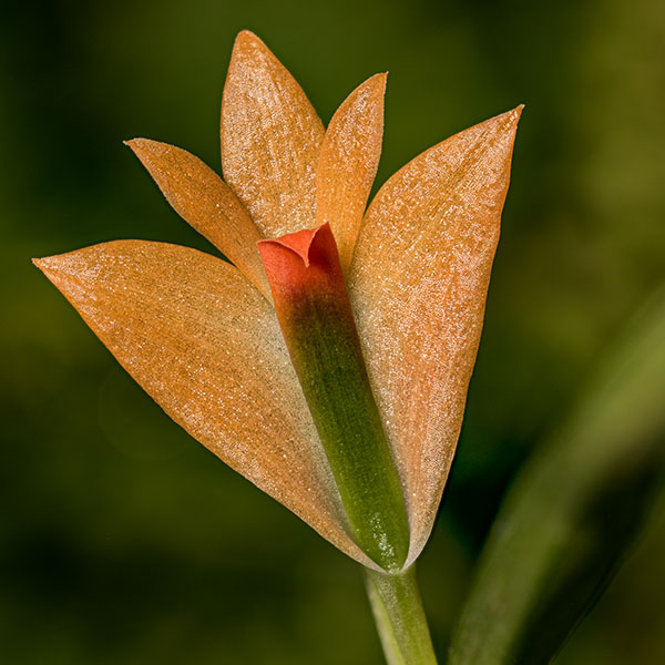 Dendrobium Jean Minet jest niełatwym w uprawie storczykiem klimatu umiarkowanego.
