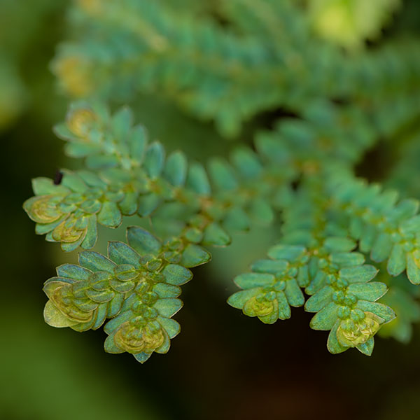 Selaginella uncinata pożądana roślina do wiwarium tropikalnego stanowi uzupełnienie dolnych partii zamkniętego terrarium.