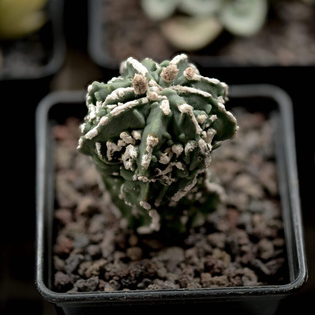 Astrophytum myriostigma nudum fukuryu big hakuyo w domowej uprawie pod sztucznym oświetleniem.