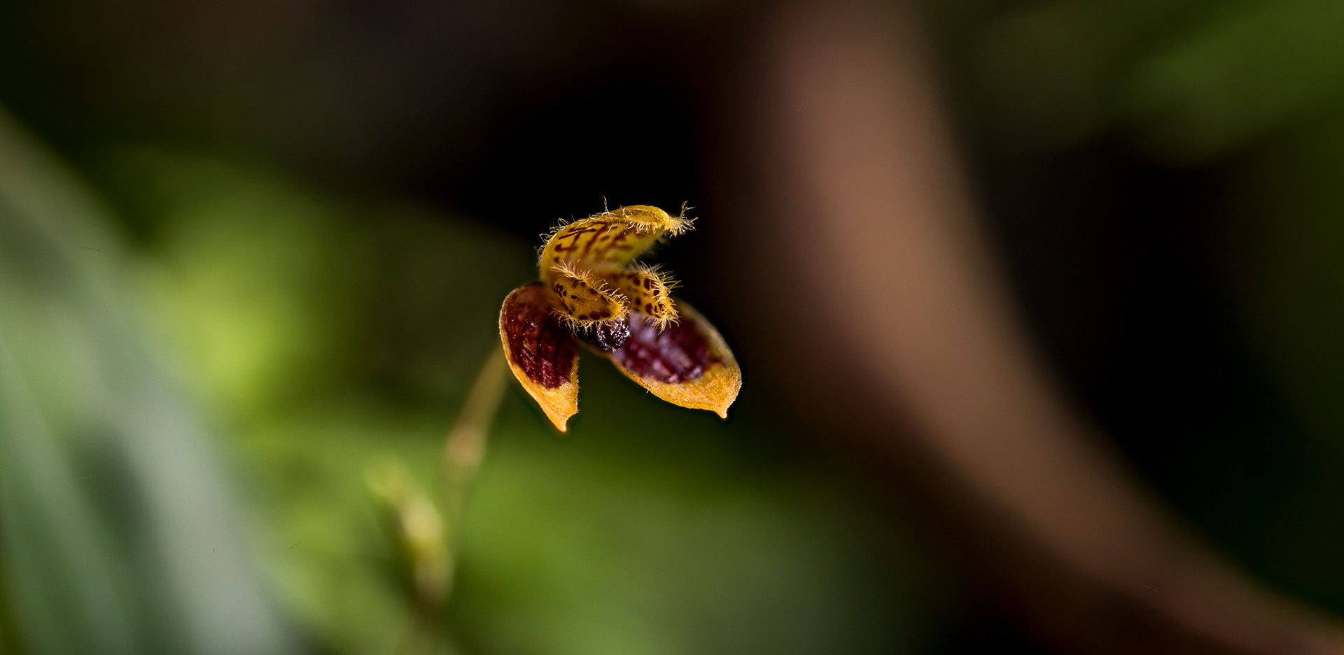 Bulbophyllum catenulatum to miniaturowy storczyk idealny do szklanego wiwarium.
