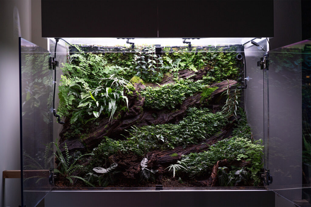 Vivarium DIY, czyli budowa domowego wiwarium roślin tropikalnych.