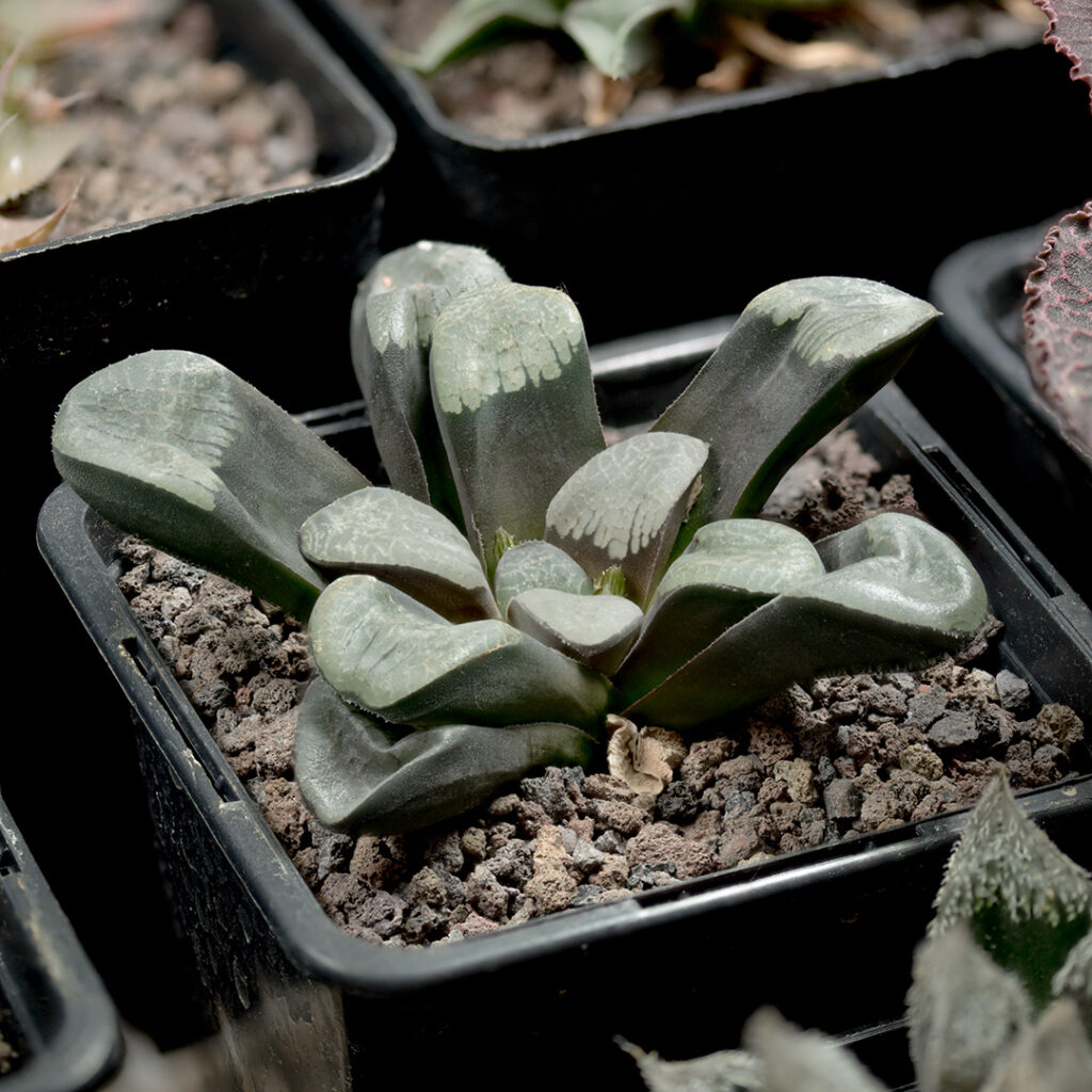 Rodzina Haworthia i Gasteria to najbardziej odporne i jednocześnie wdzięczne w domowej uprawie pod sztucznym światłem.