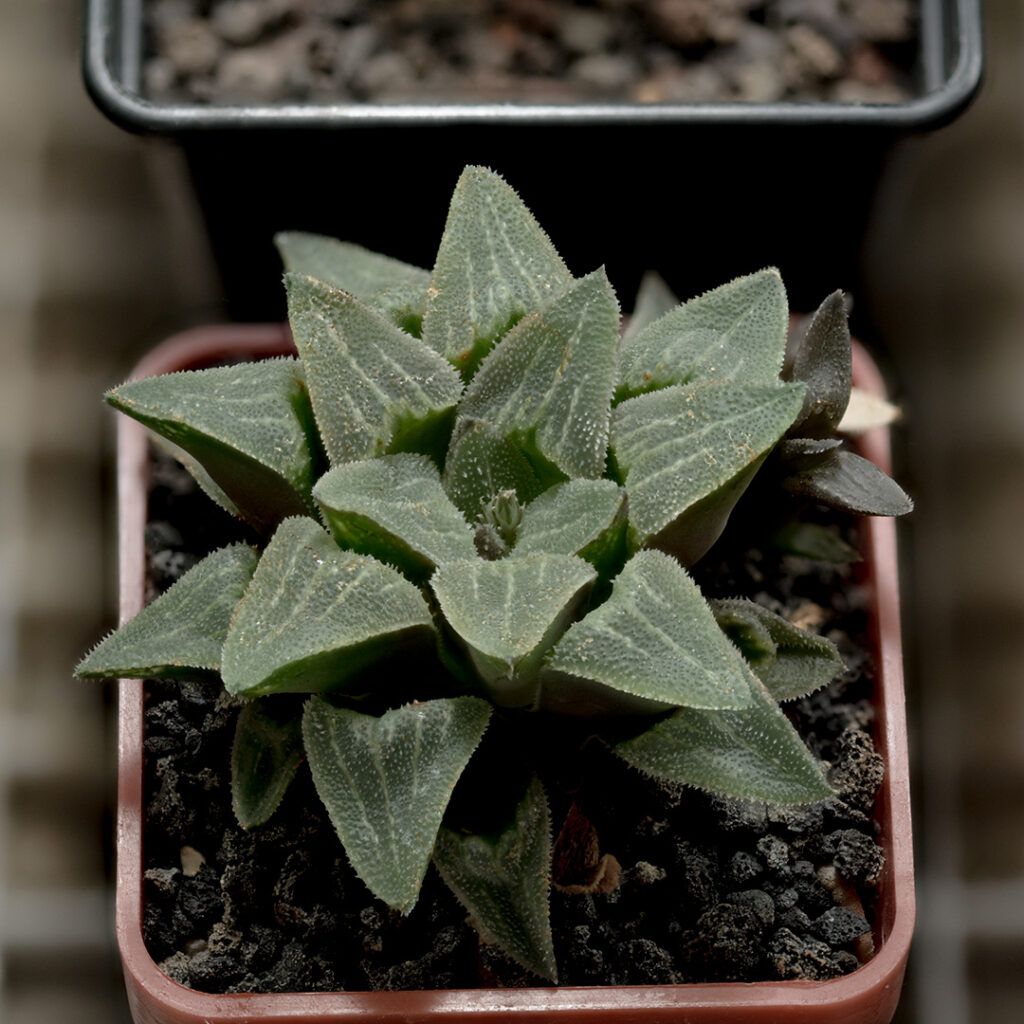 Haworthia jest bardzo ładnym sukulentem doniczkowym.