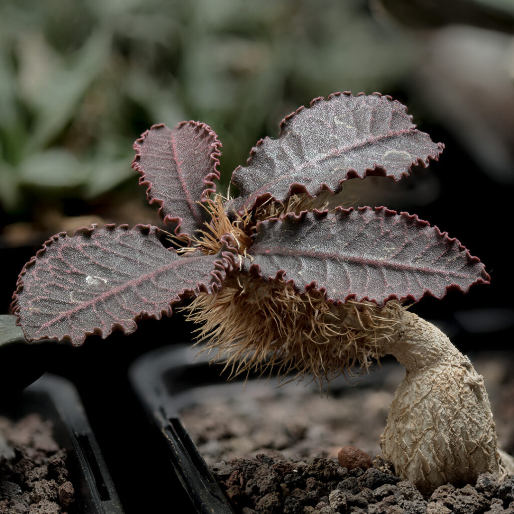 Także wśród sukulentów występują formy caudex i miniaturowych drzewek bonsai.