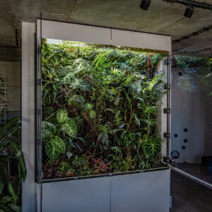 Duże terrarium szklane tropikalnym ogrodem w sercu domu.