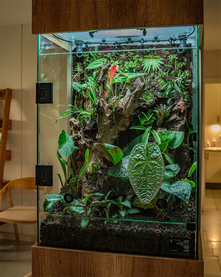 Terrarium szklane typu wiwarium z ciekawymi odmianami roślin egzotycznych.
