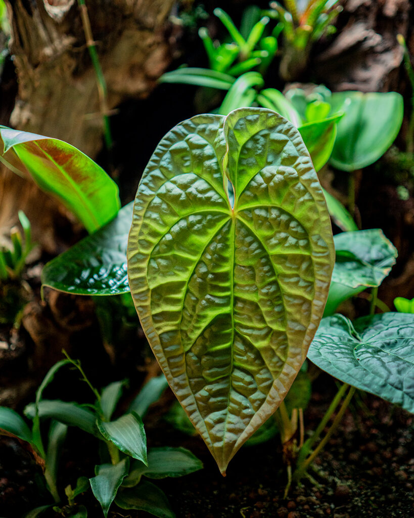 Jakie rośliny do szklanego terrarium to regularne pytanie na forach dyskusyjnych i grupach tematycznych.