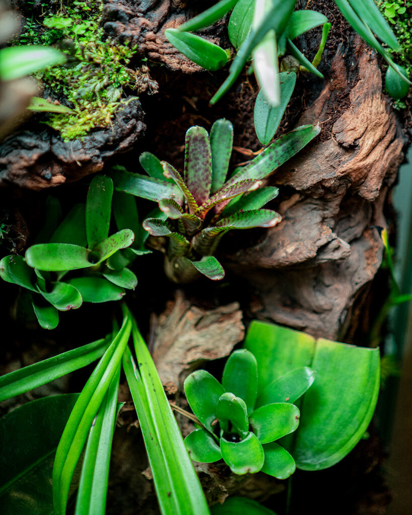 Szeroki zakres egzotycznych roślin tropikalnych w zamkniętym terrarium bioaktywnym.