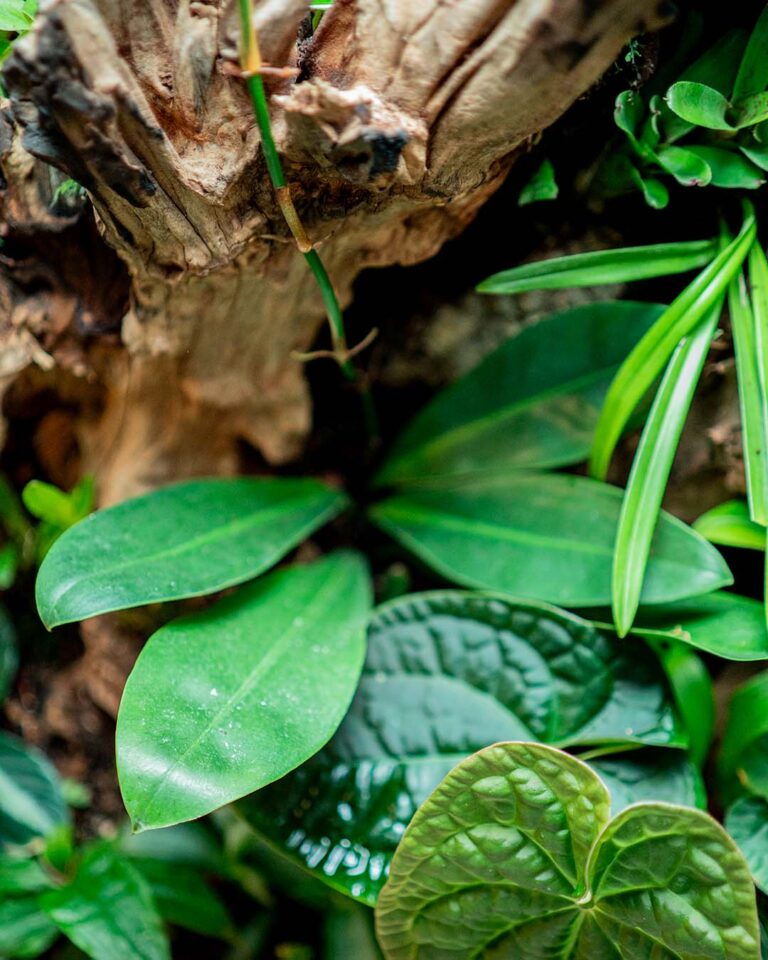 Szklane terrarium tropikalne może stać się habitatem wielu interesujących roślin egzotycznych.