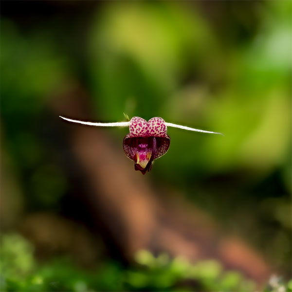 Scaphosepalum luannae w okazałości. Takie niezwykłe kształty nieznanych kwiatostanów możemy mieć w domowym terrarium roślinnym.