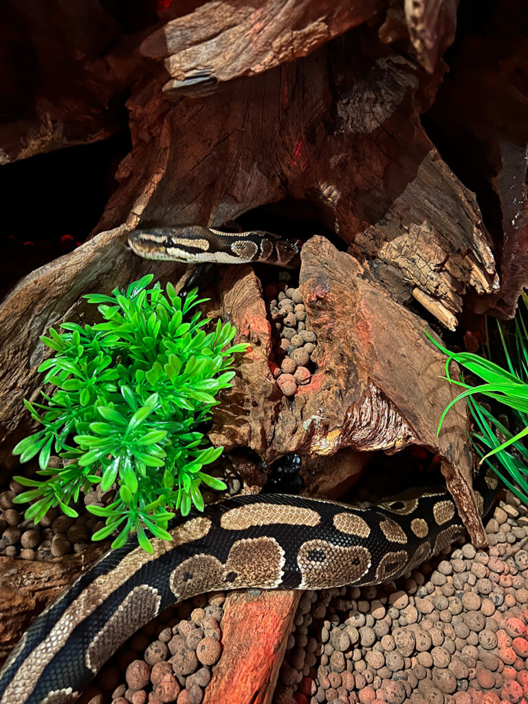 Pyton zwiedzający swoje nowe terrarium.